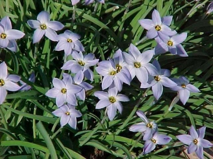 Small White Bulbs In Soil A Little Flower Bulb Holds The Promise Of Happiness Photo 784