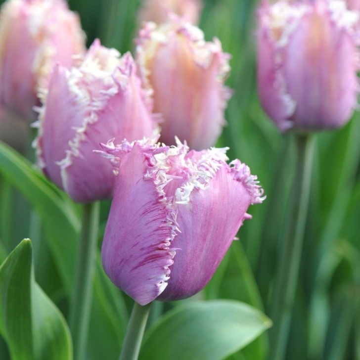 Small White Bulbs In Soil Buy Fringed Tulip Bulbs Tulipa Cummins: £3.99 Delivery By Photo 814