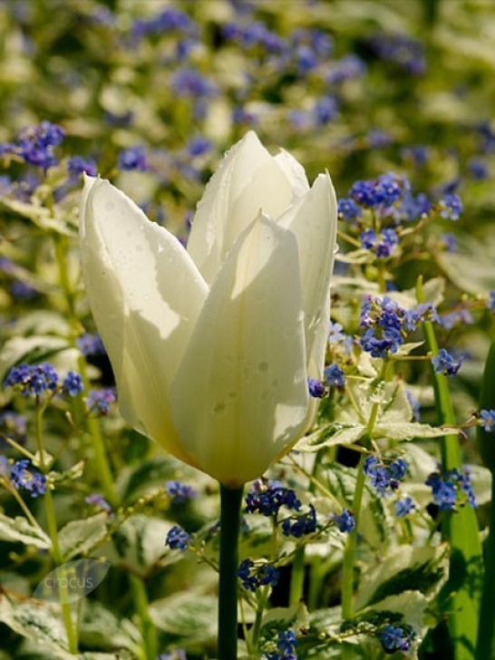 Small White Bulbs In Soil Buy Lily Flowered Tulip Bulbs Tulipa White Triumphator: £5 Picture 757