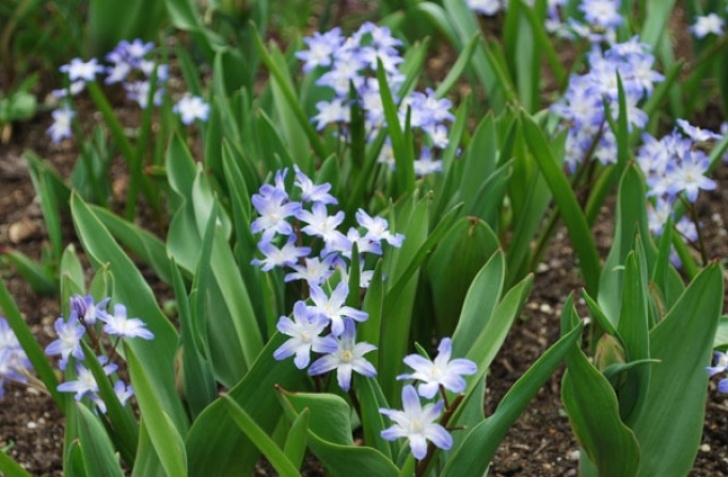 Small White Bulbs In Soil Chionodoxa - Spring Flowering Bulbs - Products - Rose Picture 887