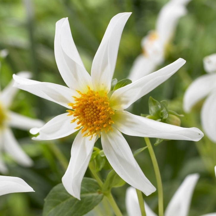 Small White Bulbs In Soil Dahlia Honka White | J Parker Dutch Bulbs | Dahlia, Types Image 508