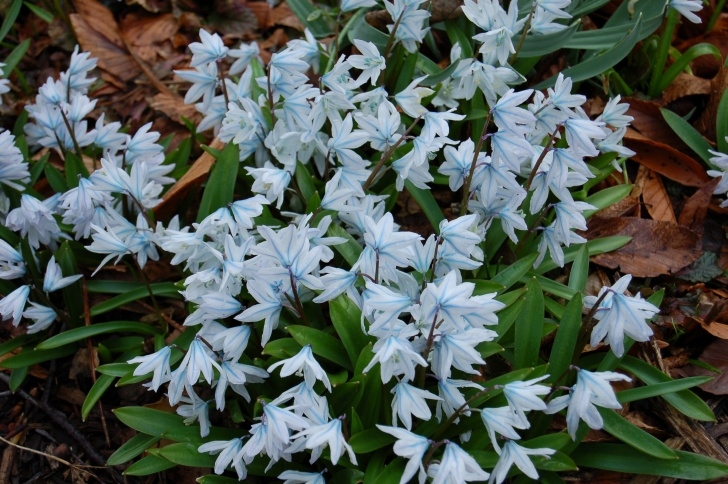 Small White Bulbs In Soil Purdue Yard And Garden Picture 742