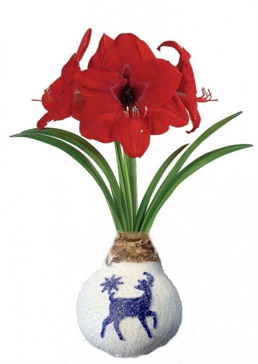 Small White Bulbs In Soil Snow White Glitter Wax Amaryllis Bulb + Reindeer - No Soil Image 930