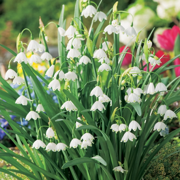 Small White Bulbs In Soil Snowflakes - Garden Express Image 569