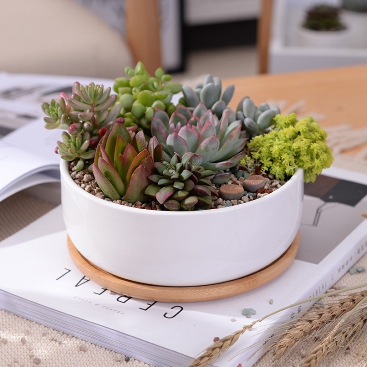 Small White Plant Pots 1 Set Minimalist White Ceramic Succulent Plant Pot Photo 528