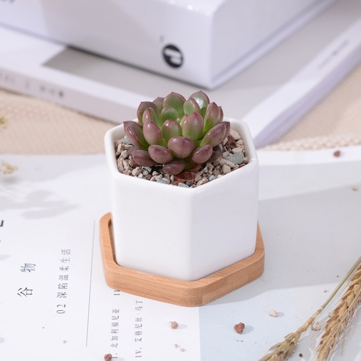 Small White Plant Pots 3 Sets Of Small White Ceramic Hexagonal Succulent Picture 340