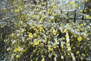 Small Winter Flowering Shrubs Foragefor News: Winter Flowering Shrubs Image 184
