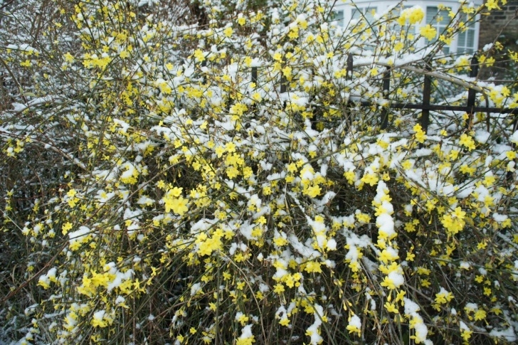 Small Winter Flowering Shrubs Foragefor News: Winter Flowering Shrubs Image 184