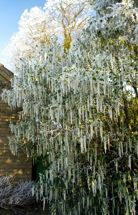 Small Winter Flowering Shrubs Foragefor News: Winter Flowering Shrubs Picture 648