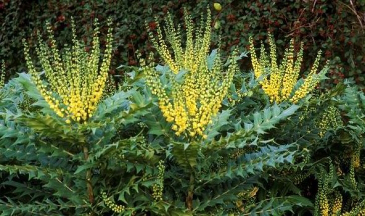 Small Winter Flowering Shrubs How To Create Your Own Spectacular Winter Garden | Garden Image 702