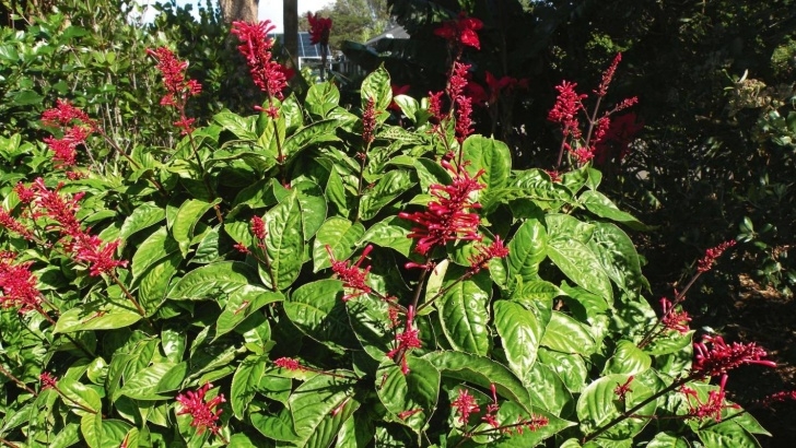 Small Winter Flowering Shrubs Red Winter-Flowering Subtropical Shrubs To Brighten Up Picture 094