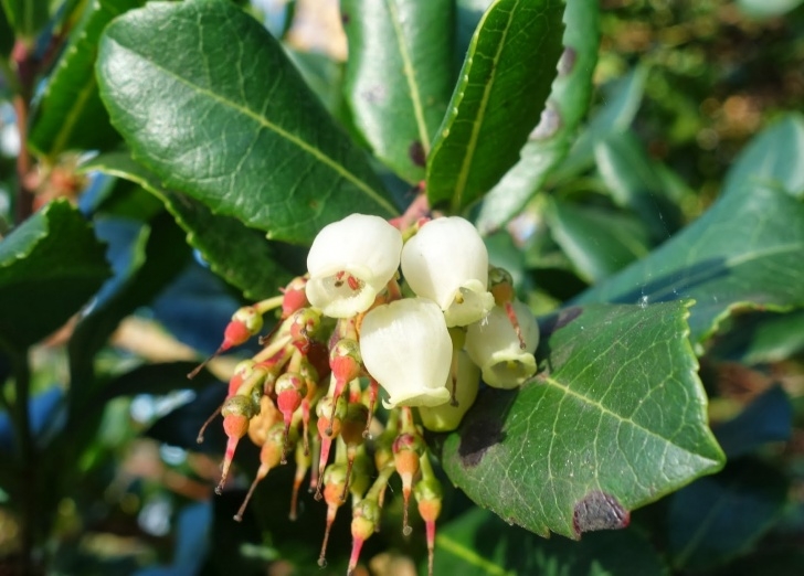 Small Winter Flowering Shrubs Urban Pollinators: Winter Flowers For Bees And Other Photo 282