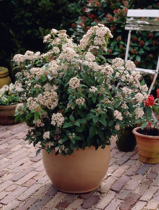 Small Winter Flowering Shrubs Viburnum Tinus. Tall Shrub, Although Shorter In Pot Picture 678