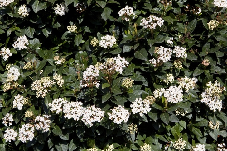Small Winter Flowering Shrubs Viburnum Tinus - The English Garden Image 146
