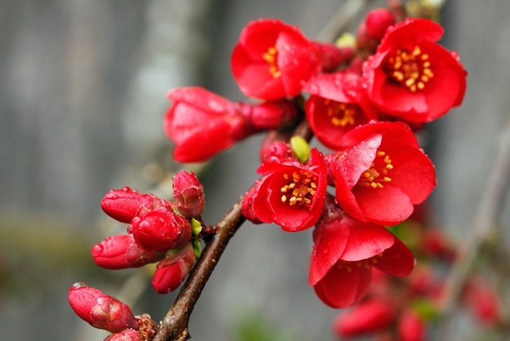 Small Winter Flowering Shrubs Winter Flowers For Every Region | Garden Gate Image 405