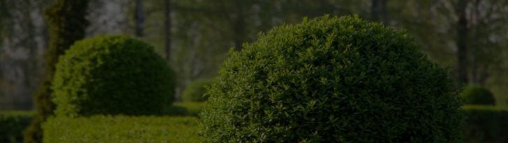 Smalls Garden Center Small Flowering Shrubs | Shrubs Plants | Tony'S Garden Center Photo 149