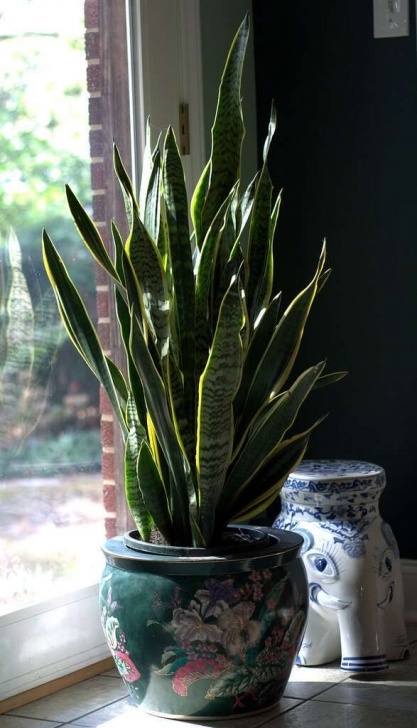 Snake Plant Fertilizer 10 Houseplants Worth A Recommendation To Clients Image 854