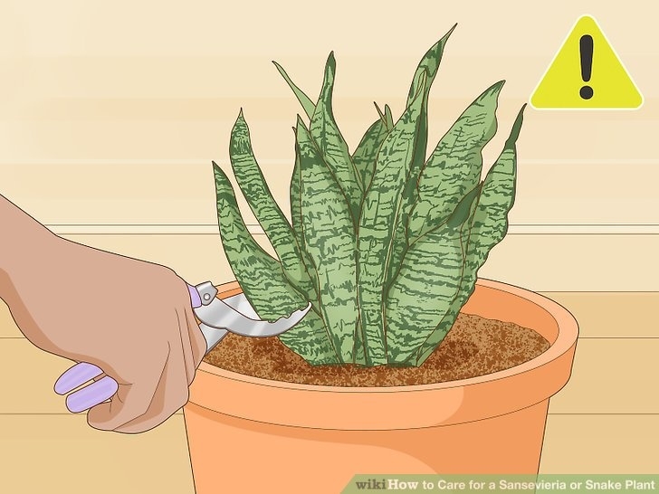 Snake Plant Fertilizer 5 Easy Ways To Care For A Sansevieria Or Snake Plant - Wikihow Image 432