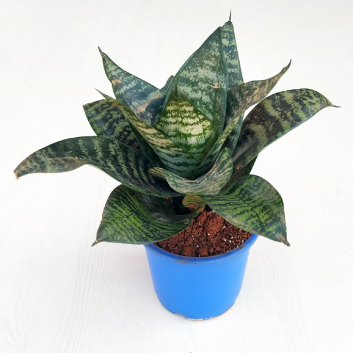 Snake Plant Fertilizer Buy Sansevieria Trifasciata Hahnii, Snake Plant - Plant Picture 479