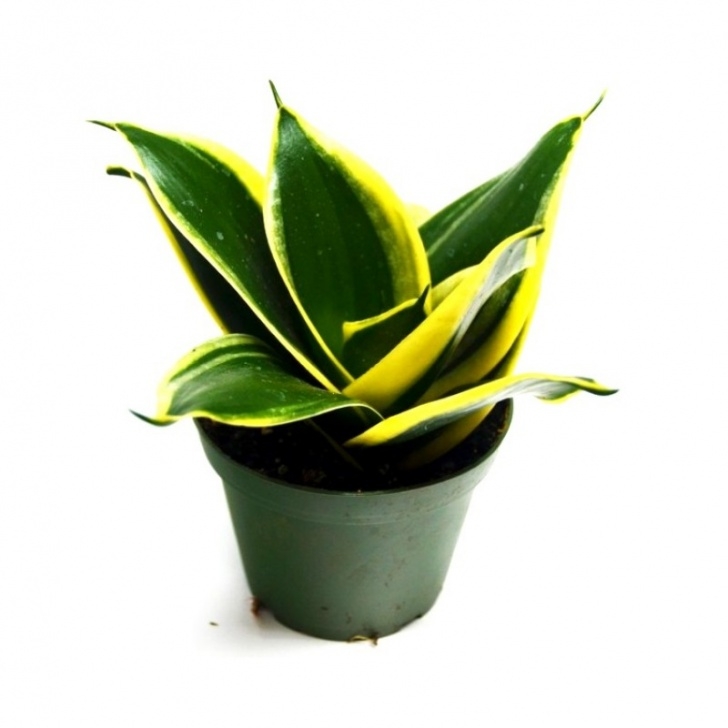 Snake Plant Fertilizer Buy Sansevieria Trifasciata Small, Snake Plant Online At Image 486