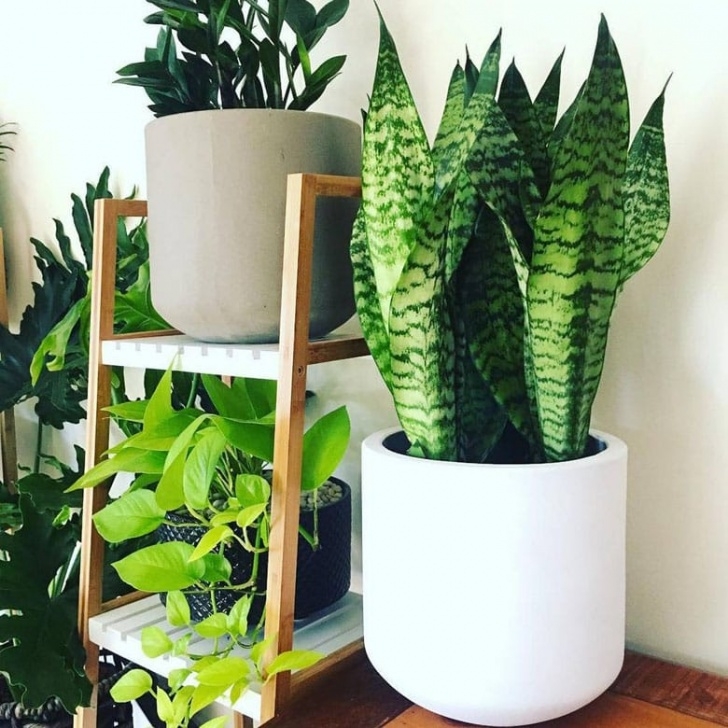 Snake Plant Fertilizer Snake Plant Care &amp; 5 Amazing Benefits Of Sansevieria - A Picture 397
