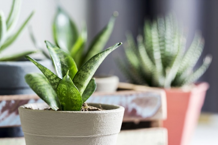 Snake Plant Fertilizer Snake Plant (Sansevieria Trifasciata) - Types, Care, And Image 717