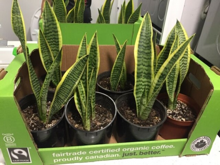 Snake Plant Fertilizer Snake Plants And Aloevera | Plants, Fertilizer &amp; Soil Image 334