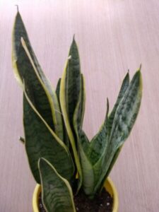 Snake Plant Fertilizer Snake Plants | Plants, Fertilizer &amp; Soil | City Of Toronto Image 704
