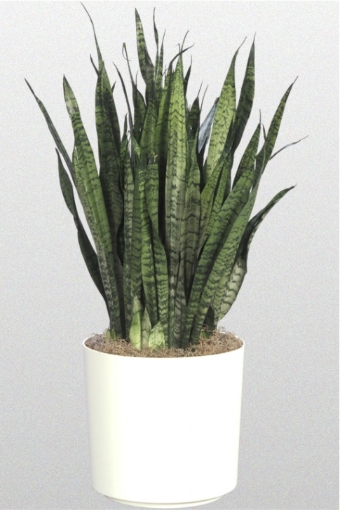 Snake Plant Light 10 In Sansevieria Zeylanica Photo 024