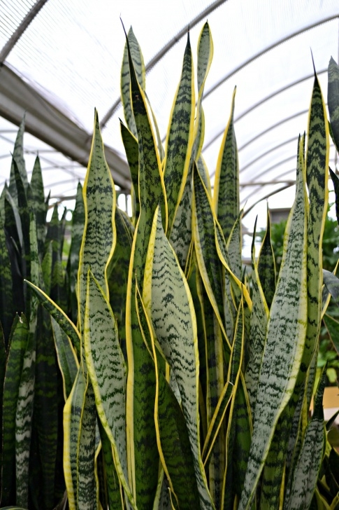 Snake Plant Light 6 Spooky Plants | Fairview Garden Center Image 848