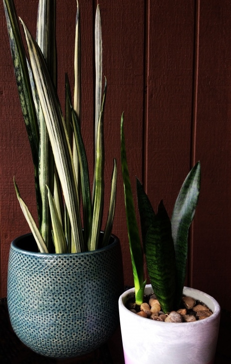 Snake Plant Light Care Caring For A Snake Plant (Sansevieria) - Sheridan Image 241