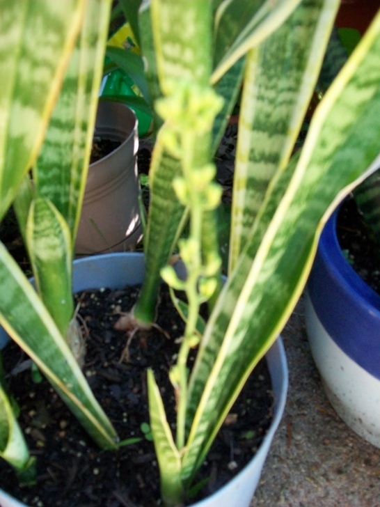 Snake Plant Light Care Ducky'S Little Rainbow Flower Pot: Snake Plant Image 423