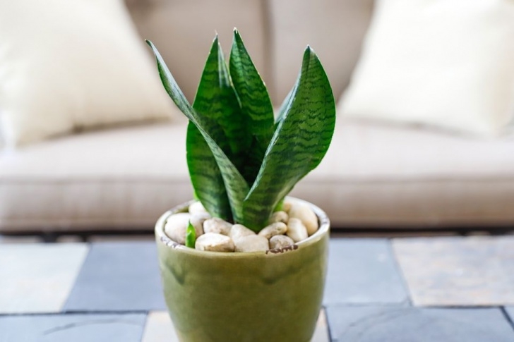 Snake Plant Light Care How To Grow And Care For Snake Plant Photo 804