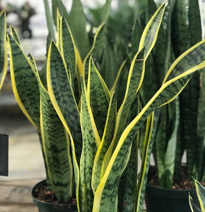 Snake Plant Light Care Snake Plant | Altum'S | Zionsville, In Photo 274