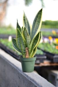 Snake Plant Light Care Snake Plant Care - How To Grow The Mother-In-Law'S Tongue Photo 950