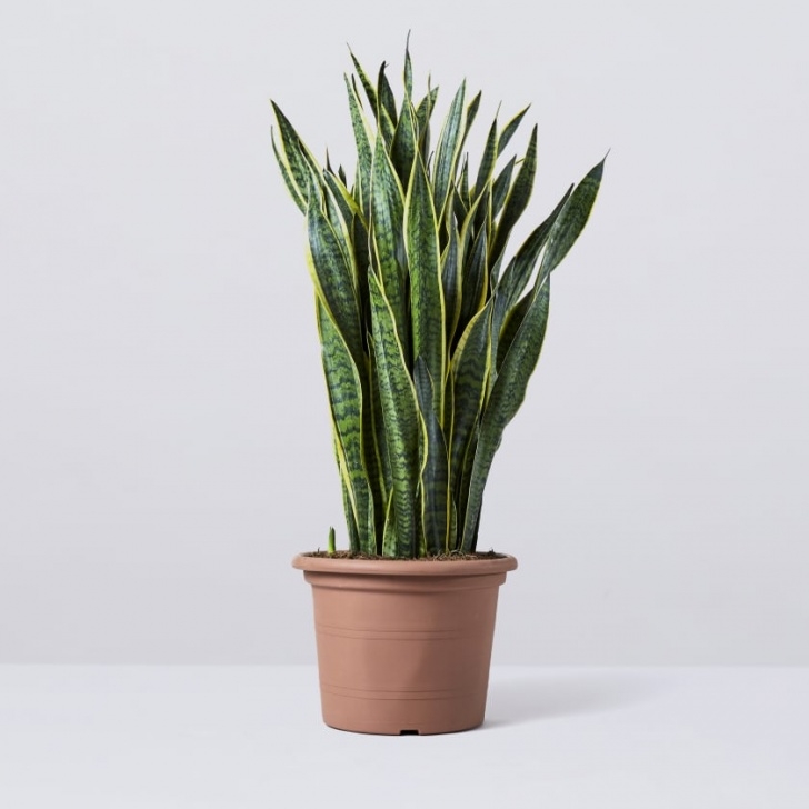 Snake Plant Light Care Snake Plant | Sansevieria Kirkii | Indoor Plants In London Picture 827