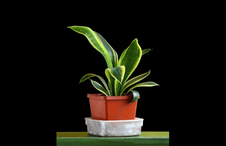 Snake Plant Light Care Snake Plant Thrives With Little Care Image 845