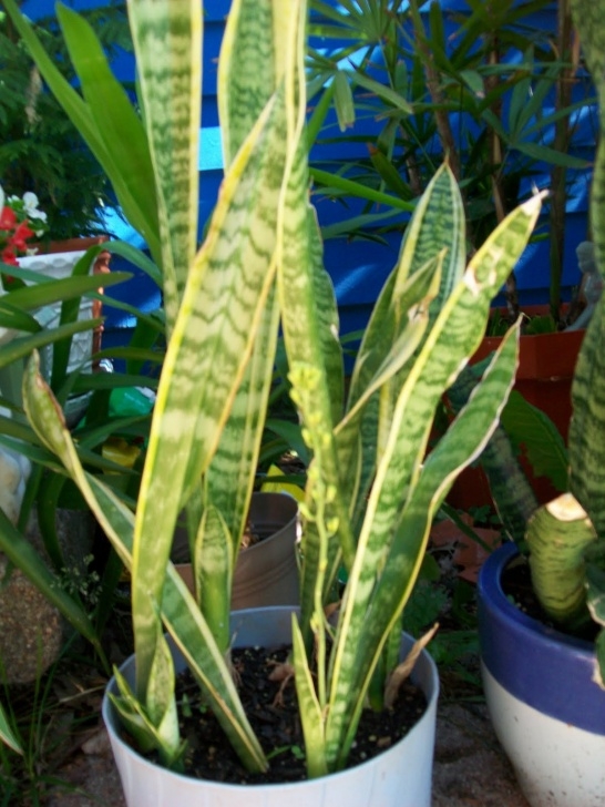 Snake Plant Light Ducky'S Little Rainbow Flower Pot: Snake Plant Image 979