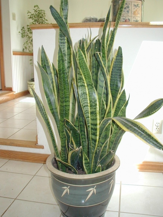 Snake Plant Light Plants That Improves Indoor Air Quality – Taskican Image 066