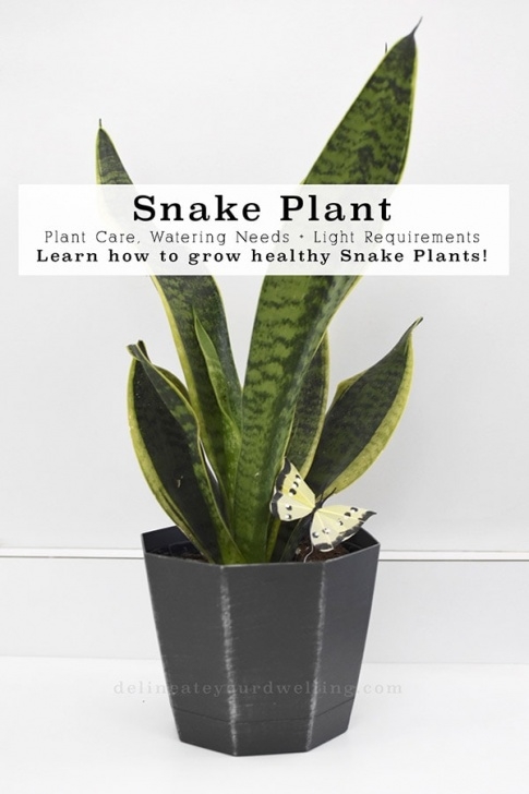 Snake Plant Light Snake Plant Care - Delineate Your Dwelling Photo 697