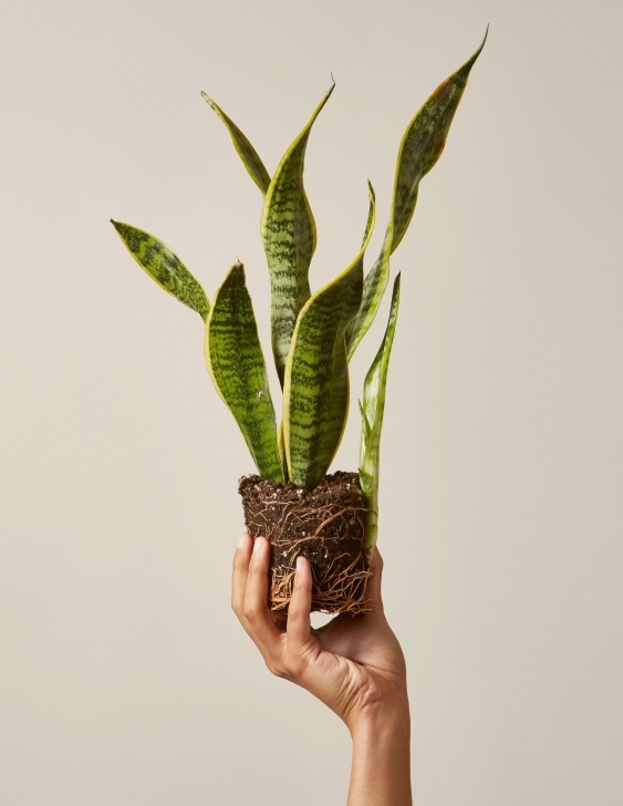 Snake Plant Light Snake Plant Laurentii | Snake Plant, Plants, Low Light Plants Image 734