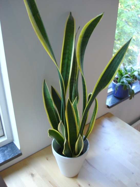Snake Plant Light Snake Plant – Whitbybrooklinrealestate Picture 596