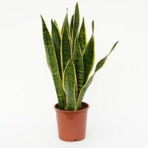 Snake Plant Light Snake Plant – Yo Surprise Picture 162