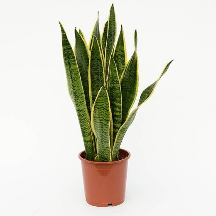 Snake Plant Light Snake Plant – Yo Surprise Picture 162