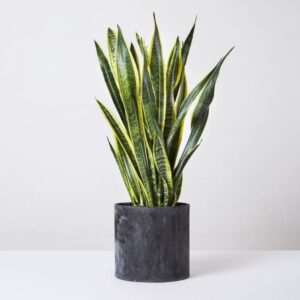 Snake Plant Watering 10 Of The Best Indoor Plants That Don'T Need Sunlight Image 669