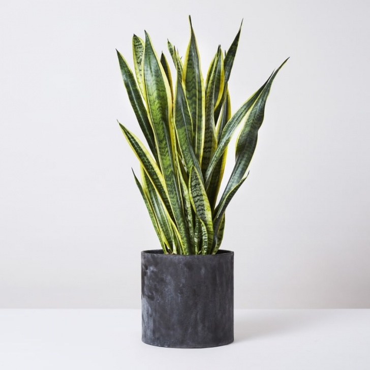Snake Plant Watering 10 Of The Best Indoor Plants That Don'T Need Sunlight Image 669