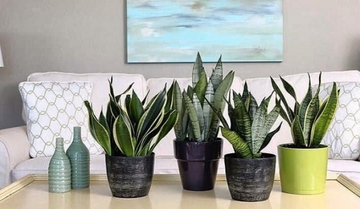 Snake Plant Watering 14 Best Indoor Succulents To Grow At Home | Balcony Garden Web Picture 647
