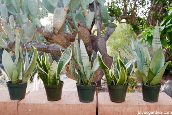 Snake Plant Watering Caring-For-Snake-Plants_New - Airsurliving Image 295
