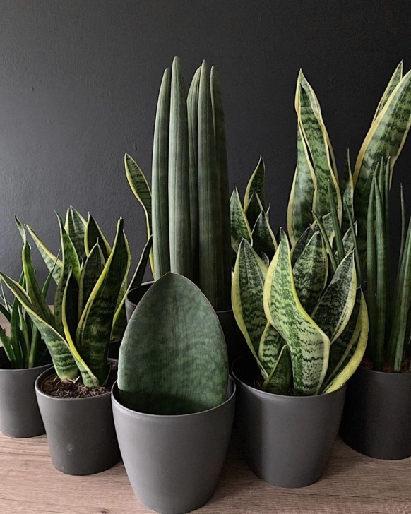 Snake Plant Watering Everything You Need To Know About The Snake Plant Picture 462