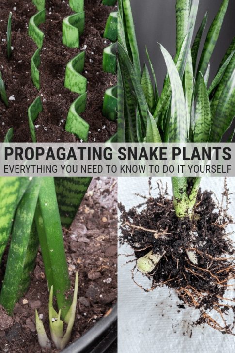 Snake Plant Watering How To Propagate Snake Plants: Growing Snake Plant Cuttings Photo 921